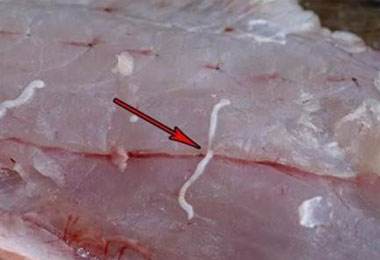 哪些食物易含寄生虫？