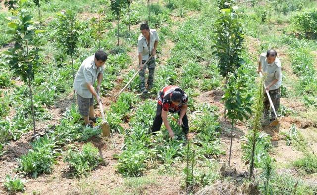 林果药一体化工程 让南召县多彩山乡变金