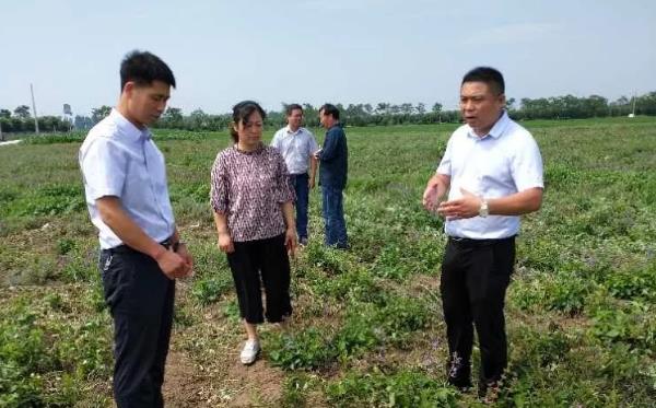 规范管理 科学种植 南阳市推进中药材种植基地规范化建设