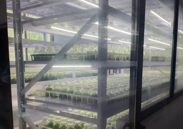 规范管理 科学种植 南阳市推进中药材种植基地规范化建设