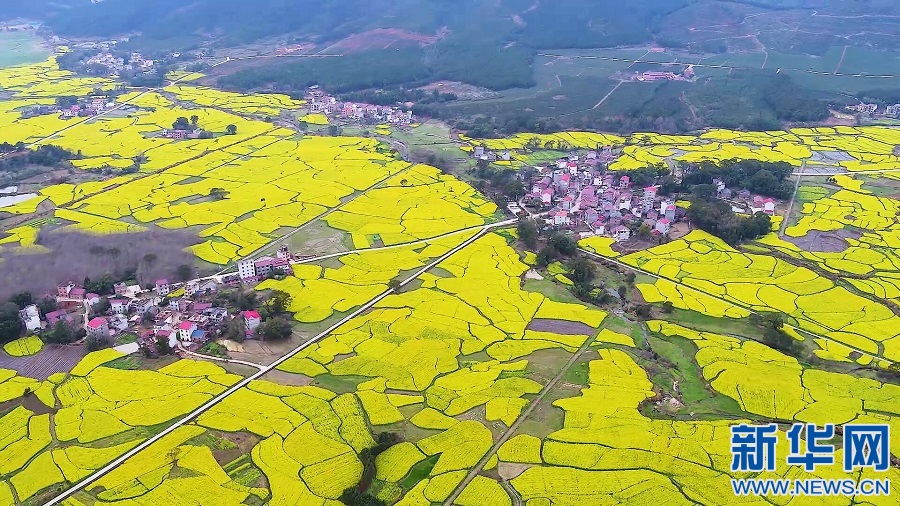 江西莲花：吹苑野风桃叶碧 压畦春露菜花黄