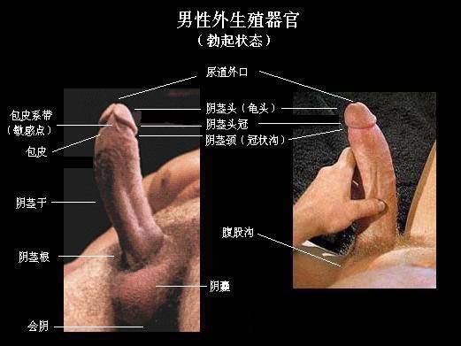 男性生殖器即男性生殖系统