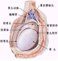 睾丸大小与性能力无直接关系