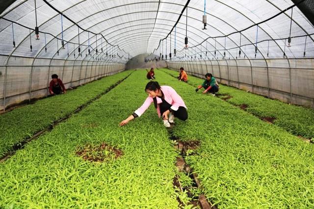 林果药一体化工程 让南召县多彩山乡变金