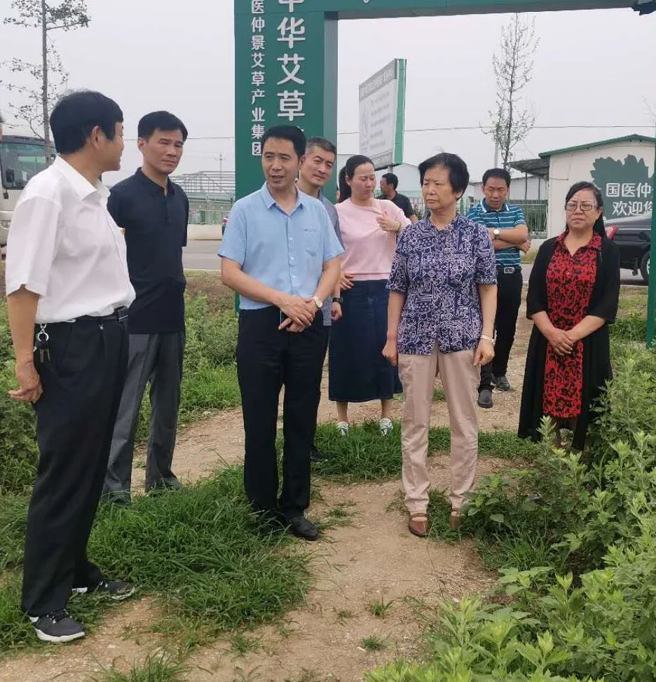 南阳市政协副主席宋蕙调研艾草产业