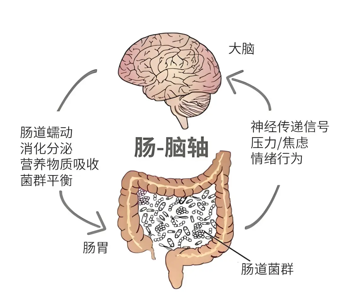 吃对、动够、睡足，全方位呵护肠道健康