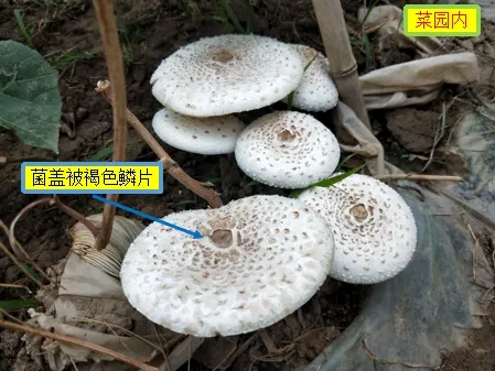嘴馋吃了野生菇，拉稀拉进ICU！白蘑菇竟也有索命剧毒？