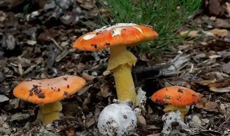 嘴馋吃了野生菇，拉稀拉进ICU！白蘑菇竟也有索命剧毒？