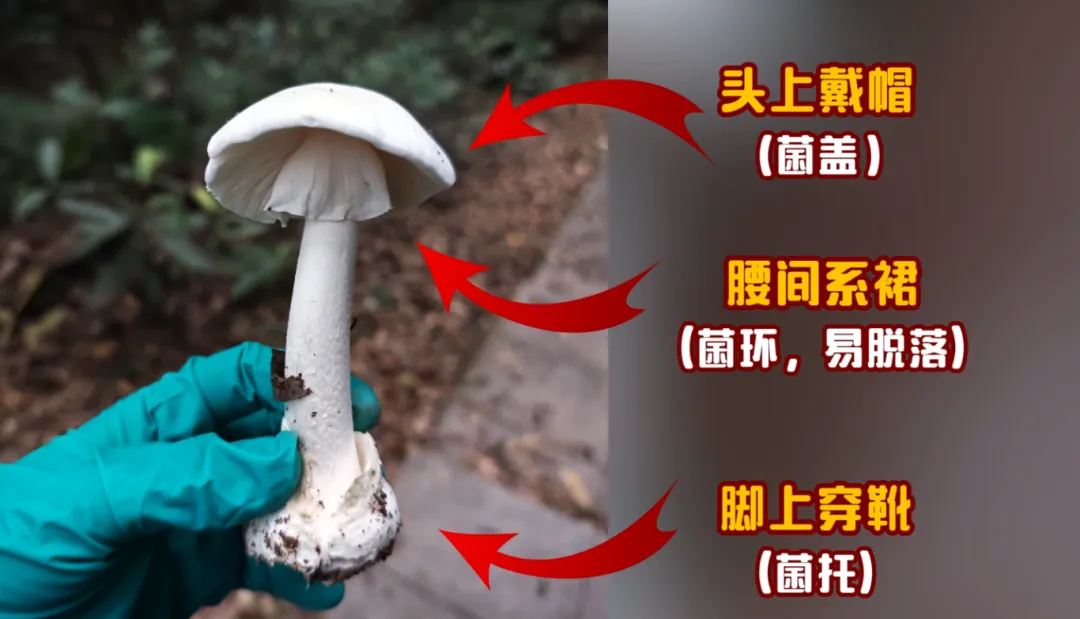 嘴馋吃了野生菇，拉稀拉进ICU！白蘑菇竟也有索命剧毒？