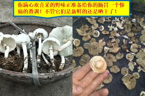 嘴馋吃了野生菇，拉稀拉进ICU！白蘑菇竟也有索命剧毒？