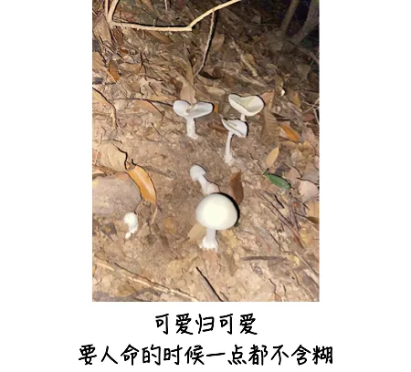 嘴馋吃了野生菇，拉稀拉进ICU！白蘑菇竟也有索命剧毒？