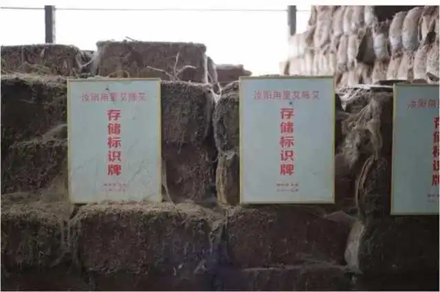 河南汝阳县：陶营镇小艾草 大产业 托起乡村振兴大梦想