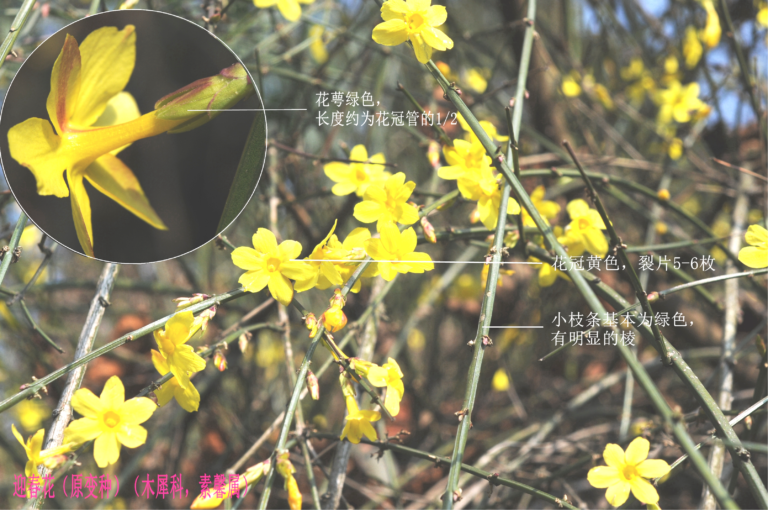 连翘与迎春花的外观区别