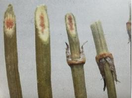 麻黄：辛、微苦，温