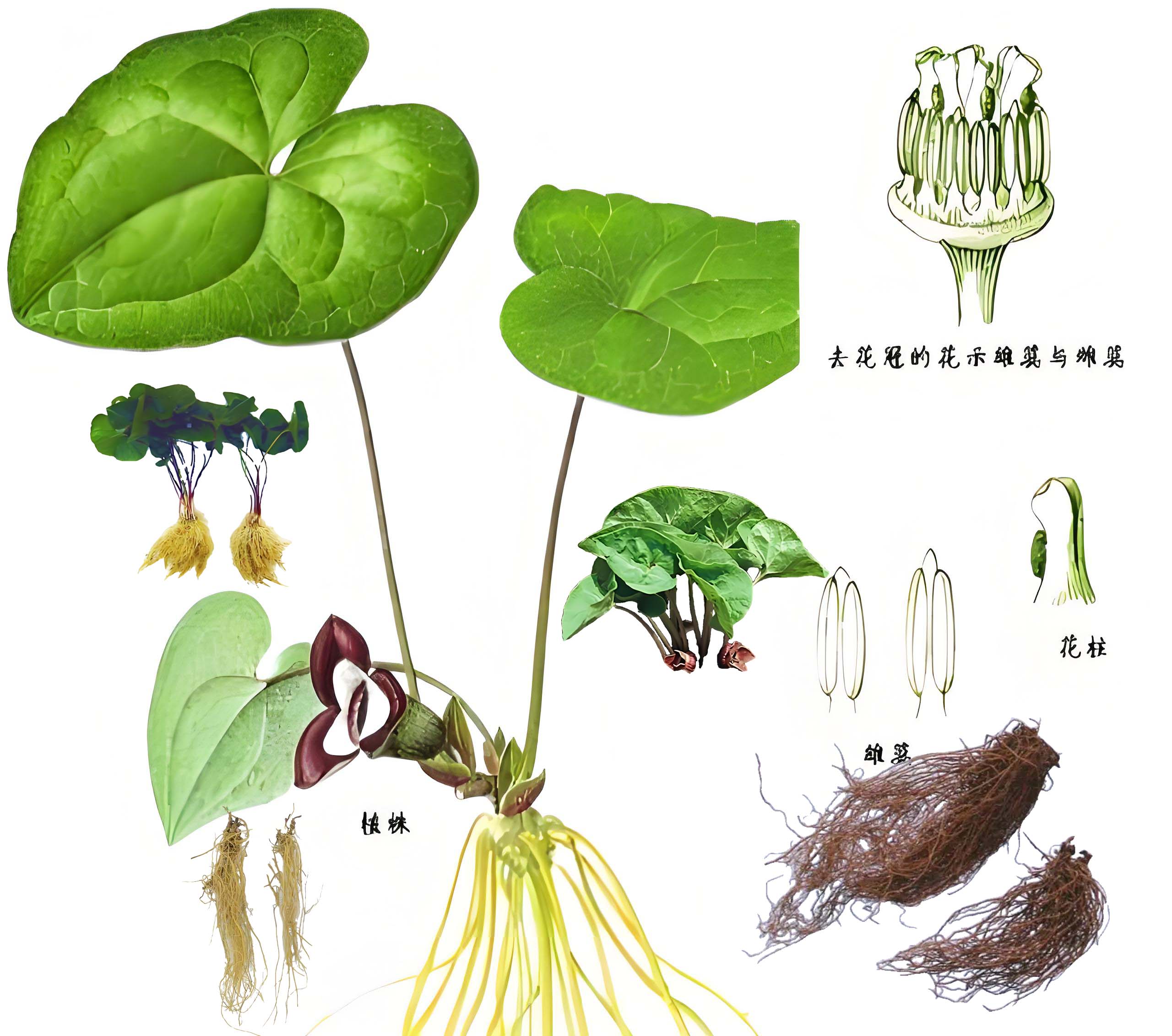 细辛：解表散寒 祛风止痛 通窍