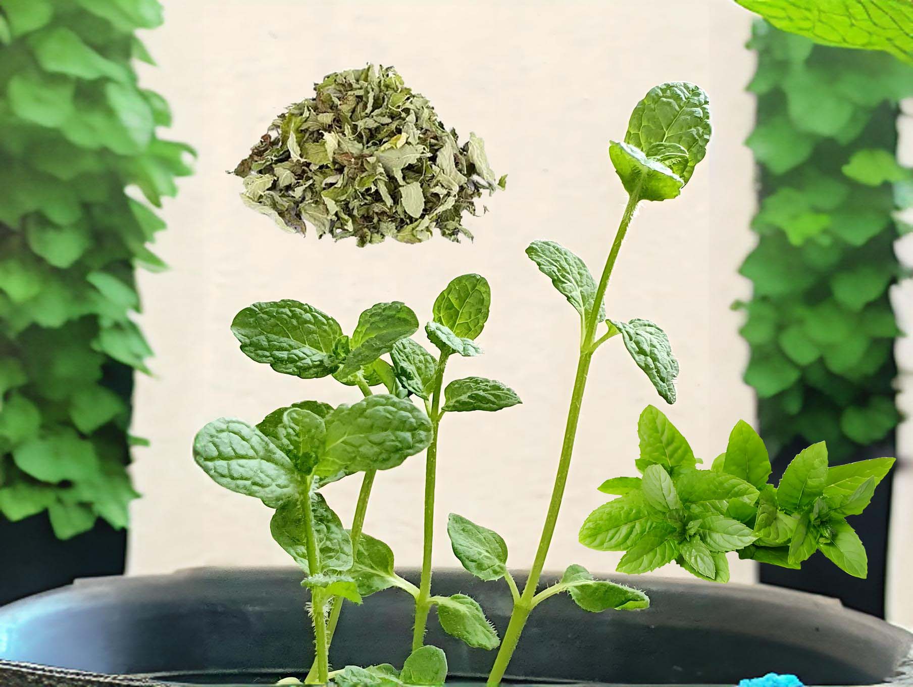 薄荷叶：提振精神 缓解感冒头痛