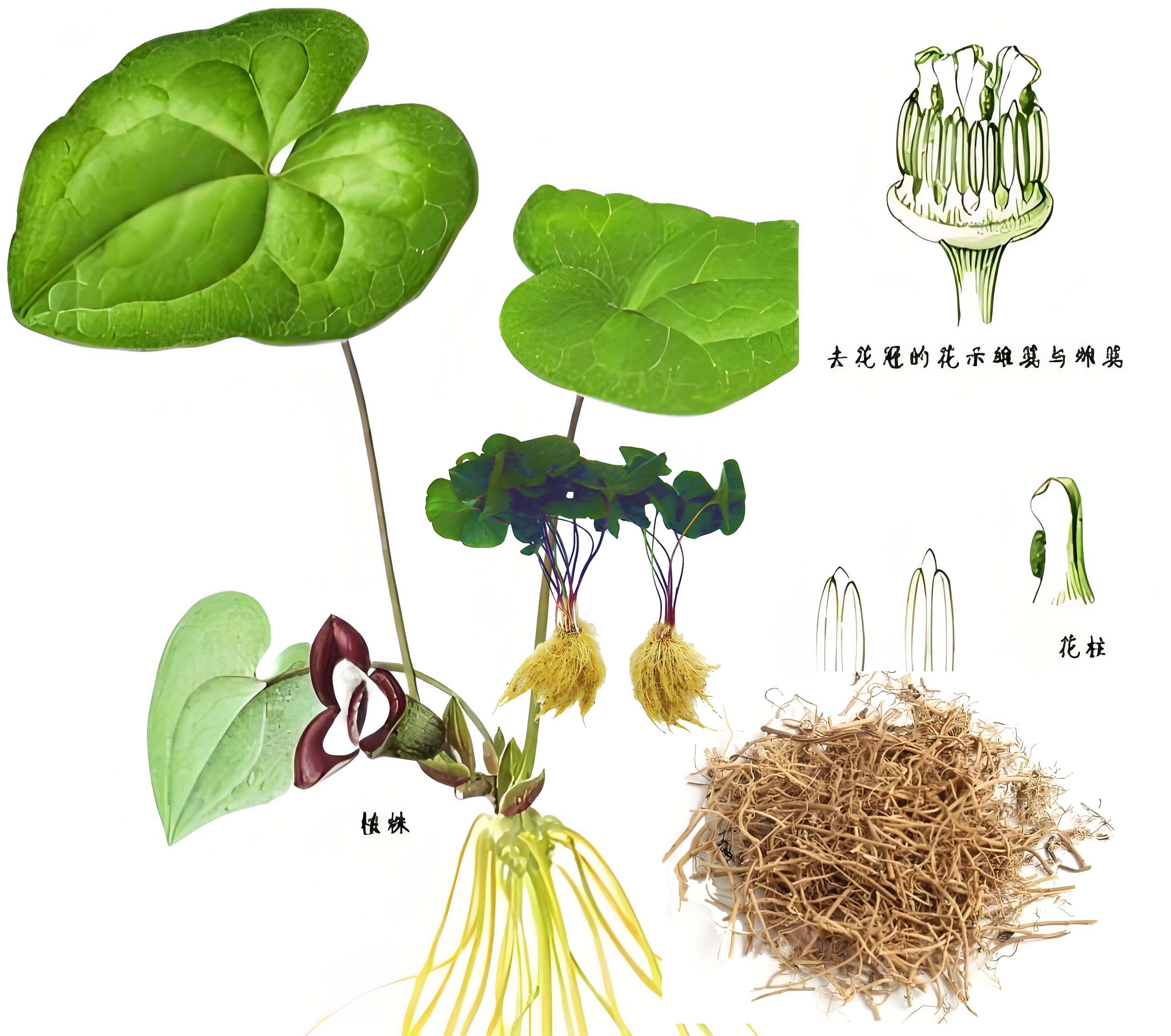 细辛：止痛 温肺化饮 通窍