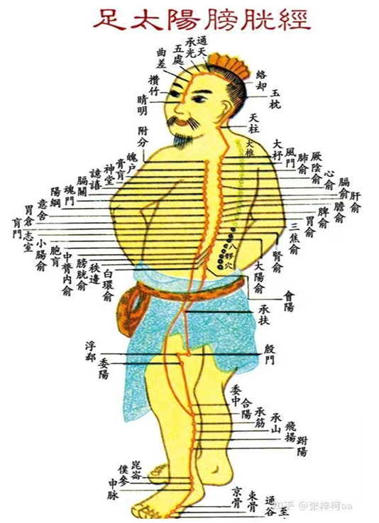 通天穴：主治头痛，眩晕，鼻塞，鼻衄，鼻渊